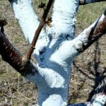 dosage bouillie bordelaise pour 1 litre 1