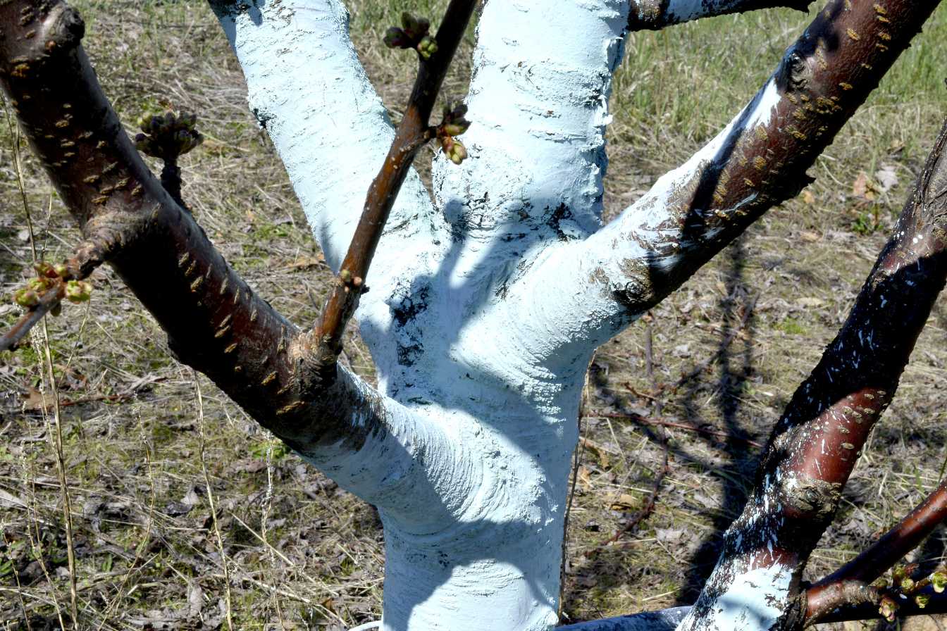 dosage bouillie bordelaise pour 1 litre 1