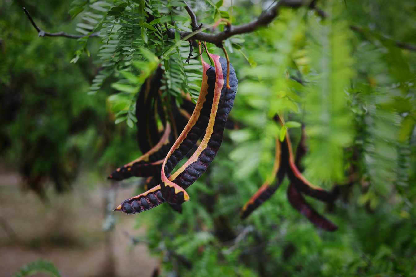 l-albizia-bois-de-chauffage-2