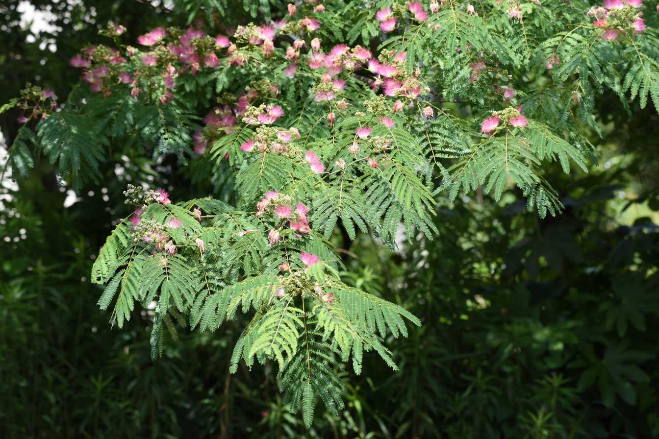 l-albizia-bois-de-chauffage-3