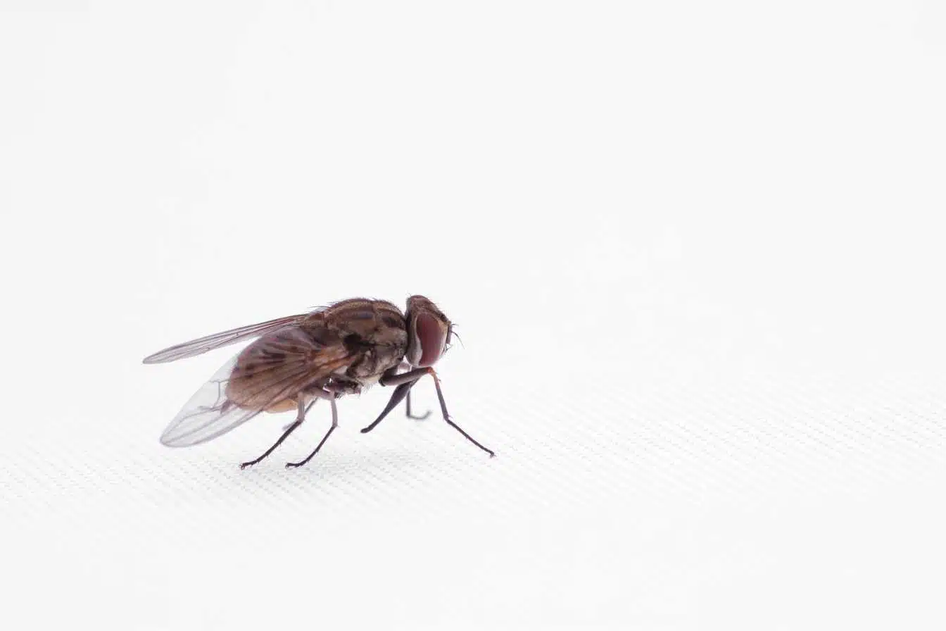 mouche 1